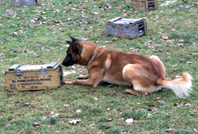 Rauschgiftspürhunde
