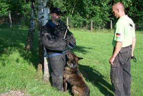 Service Dogs